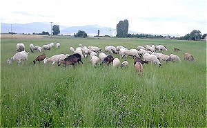 Terra Thessalia Lactis - Welfare of animals and pastures land