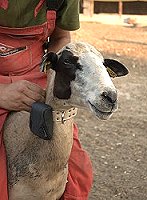Terra Thessalia Lactis - Welfare of animals and pastures land